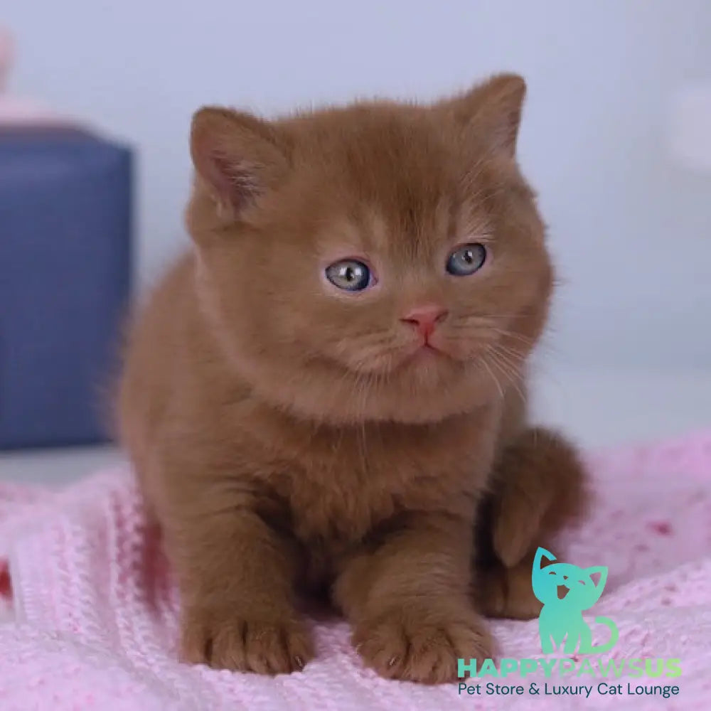 Prince British Shorthair male cinnamon - live animals