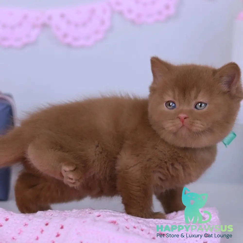 Prince British Shorthair male cinnamon - live animals