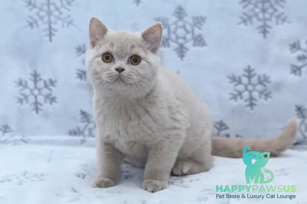 Prince British Shorthair male fawn live animals