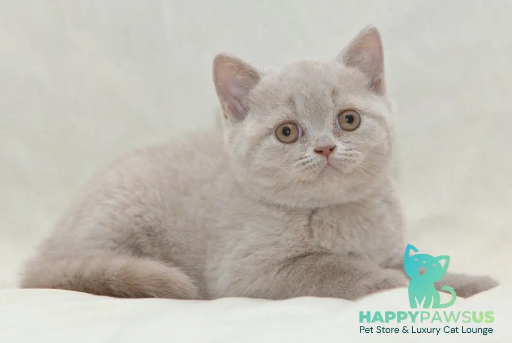 Prince British Shorthair male fawn live animals