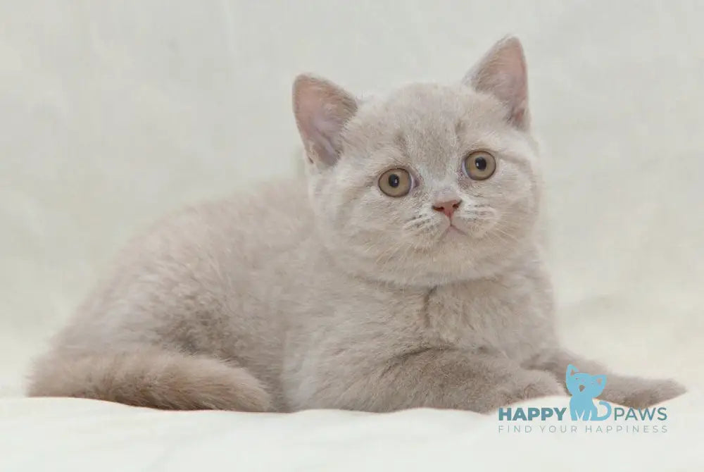 Prince British Shorthair male fawn live animals
