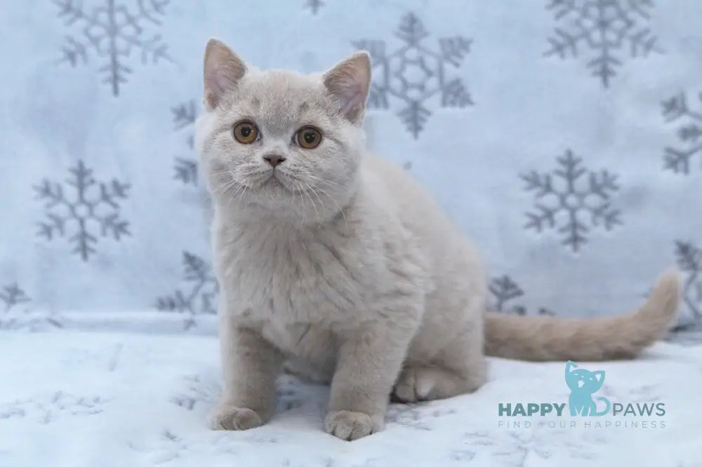 Prince British Shorthair male fawn live animals
