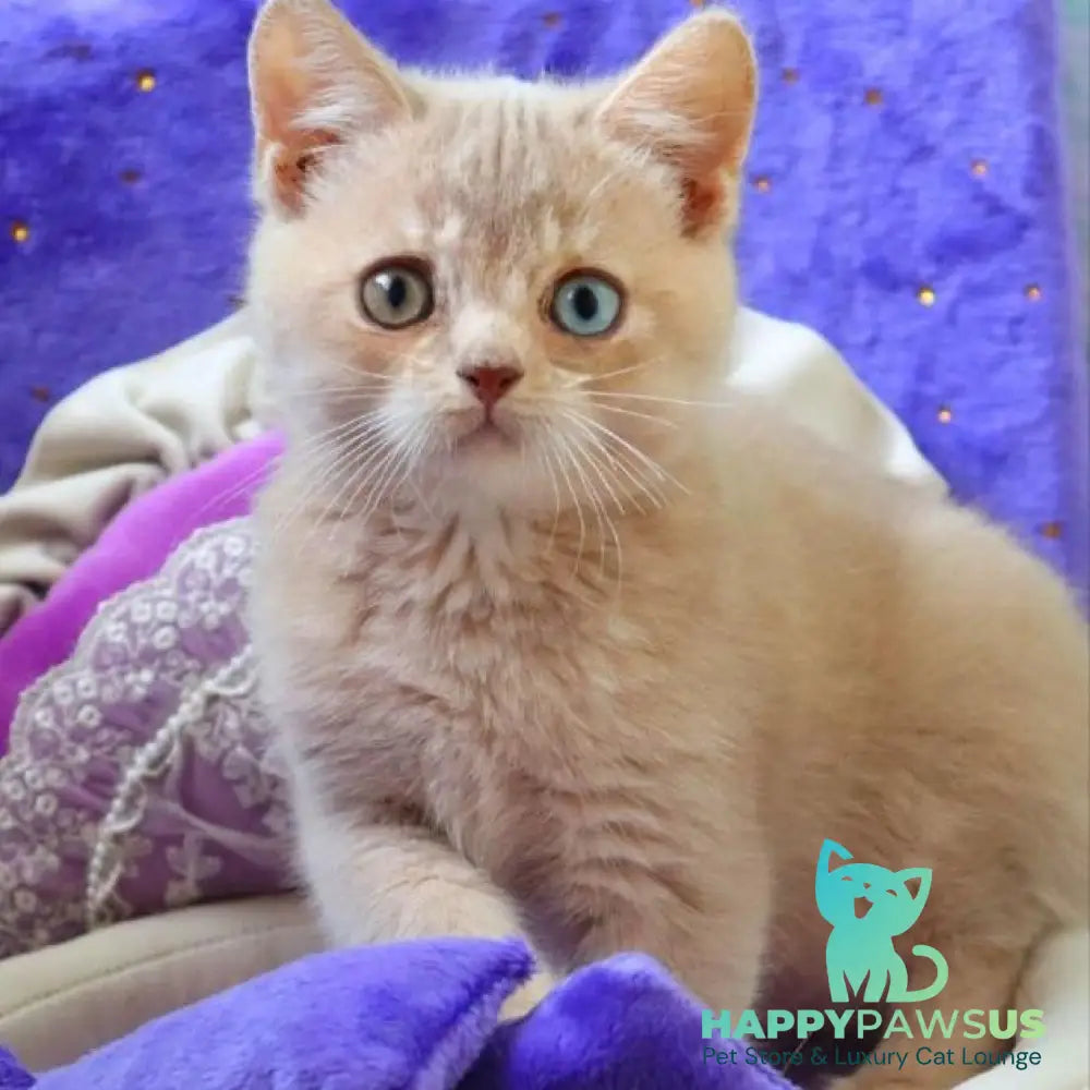 Prince British Shorthair male lilac golden shaded - live animals