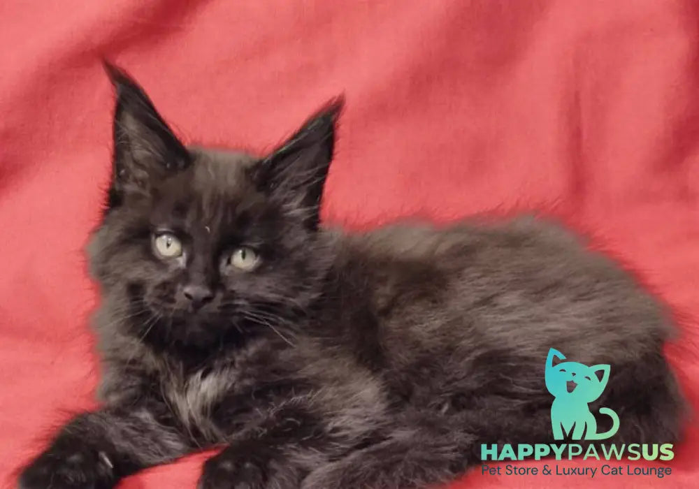 Prince Maine Coon male black live animals
