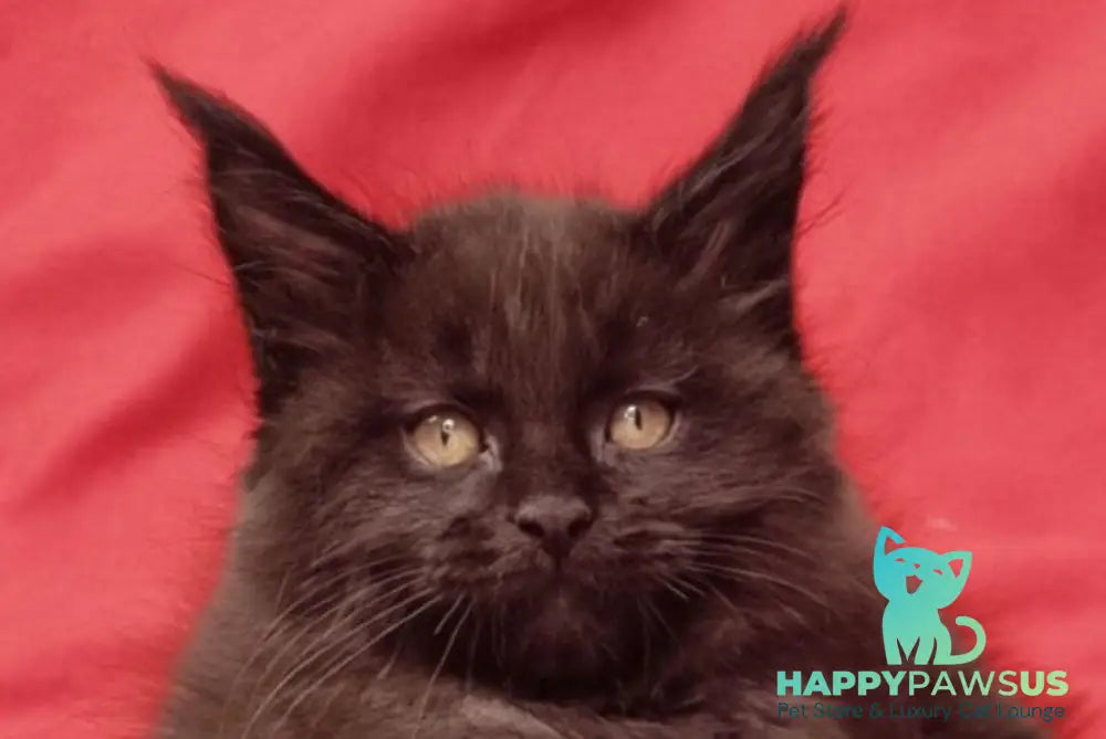 Prince Maine Coon male black live animals