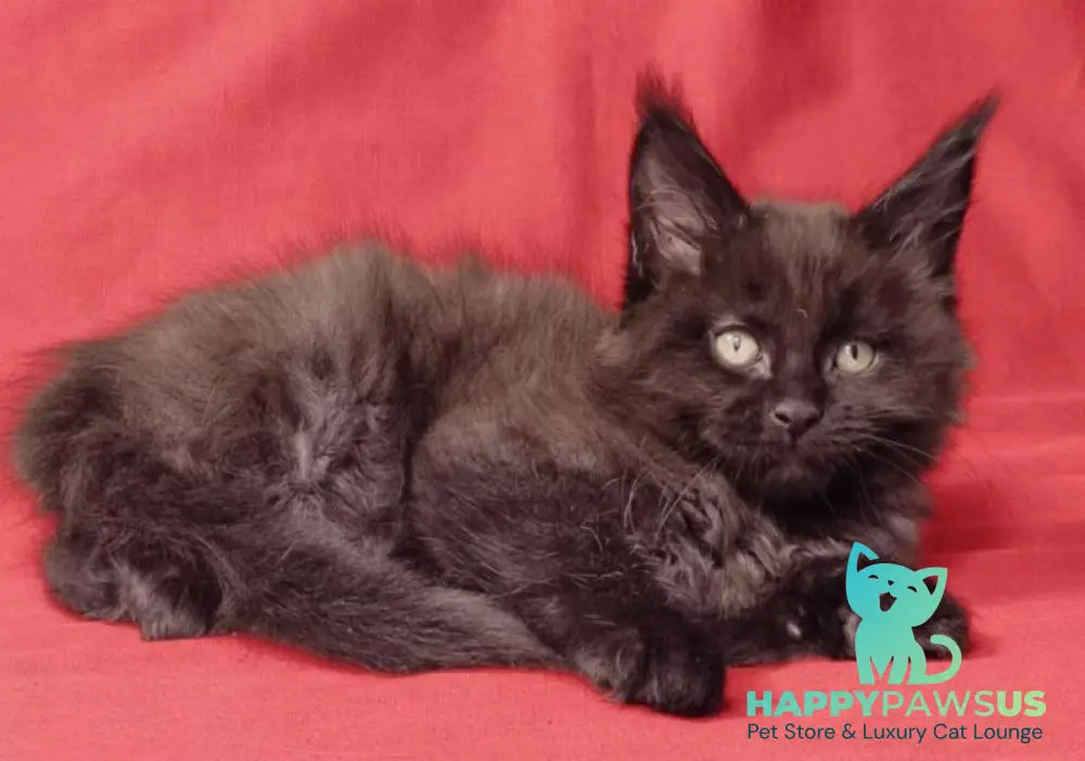 Prince Maine Coon male black live animals