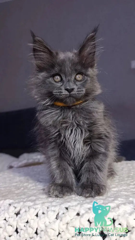 Prince Maine Coon male blue - live animals