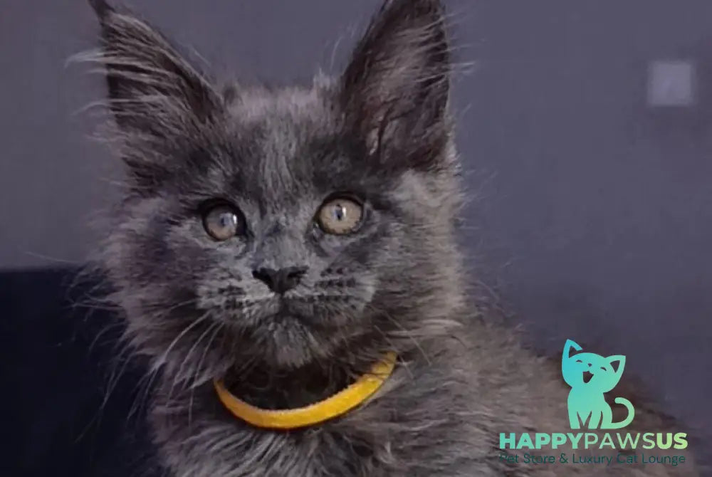 Prince Maine Coon male blue - live animals