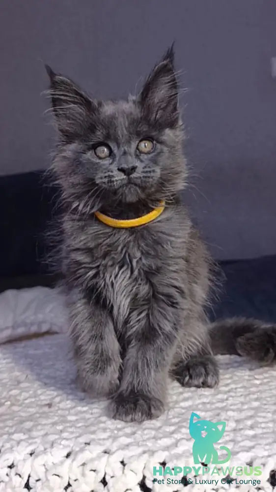 Prince Maine Coon male blue - live animals