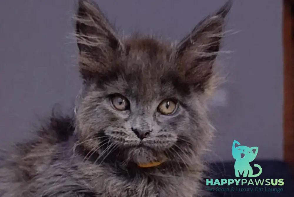 Prince Maine Coon male blue - live animals
