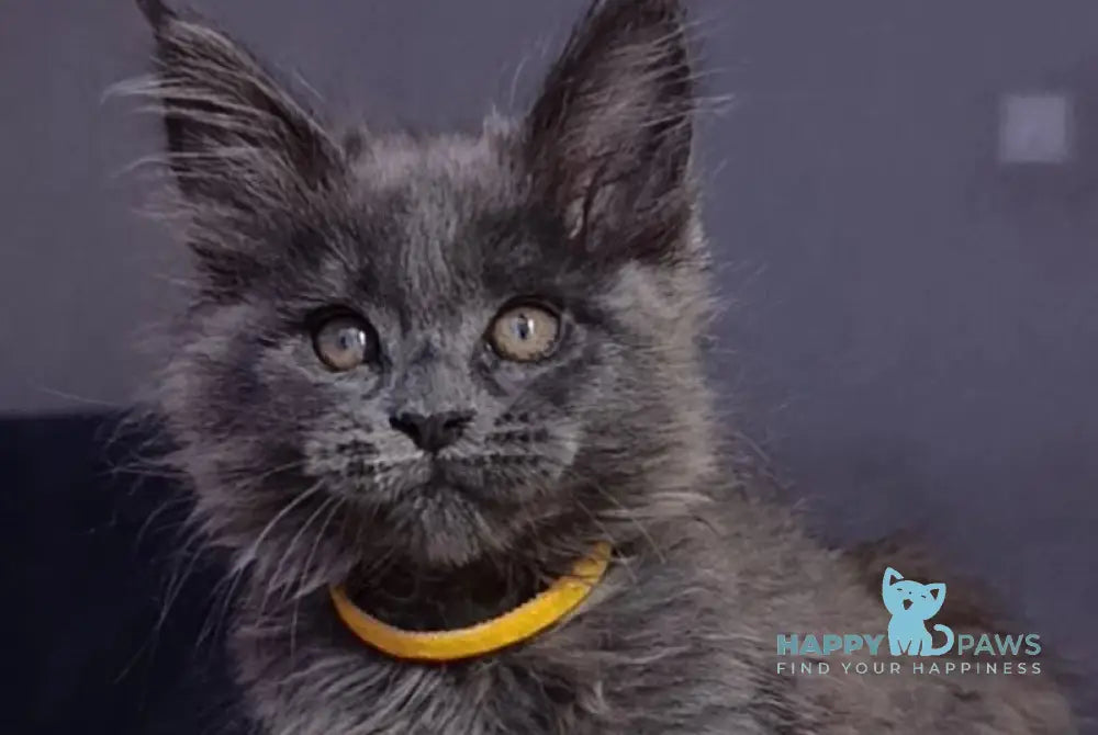 Prince Maine Coon male blue - live animals