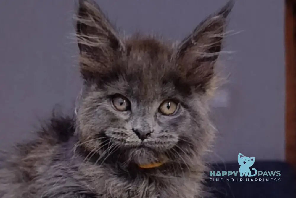 Prince Maine Coon male blue - live animals