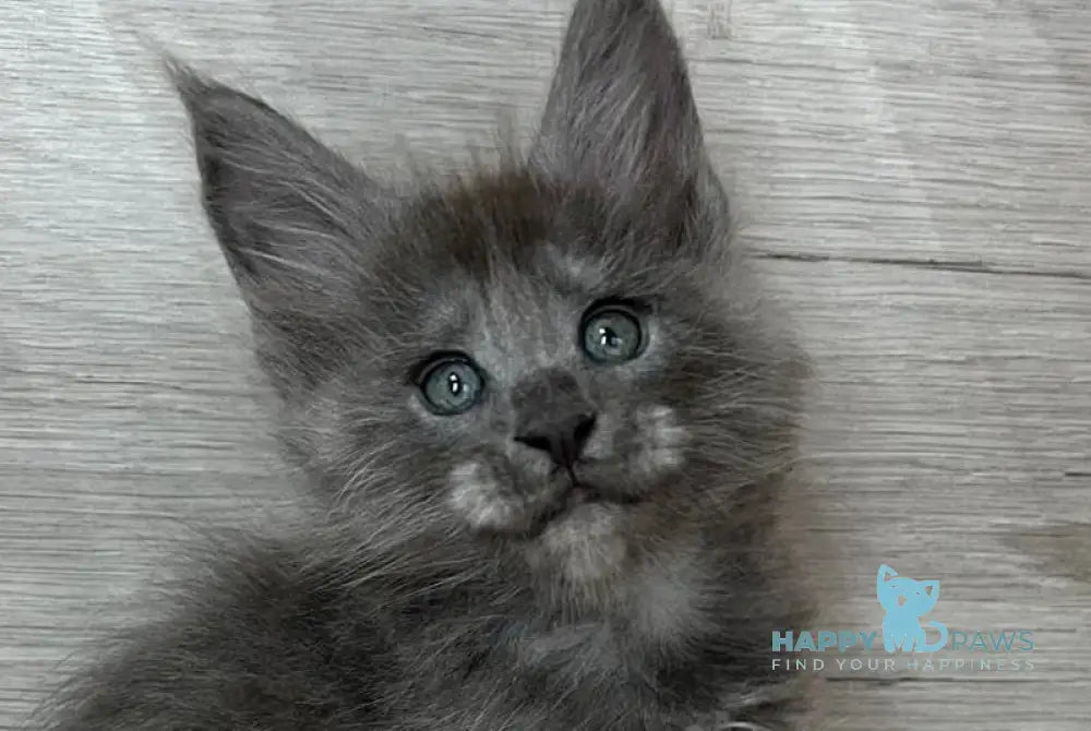 Prince Maine Coon male blue silver live animals