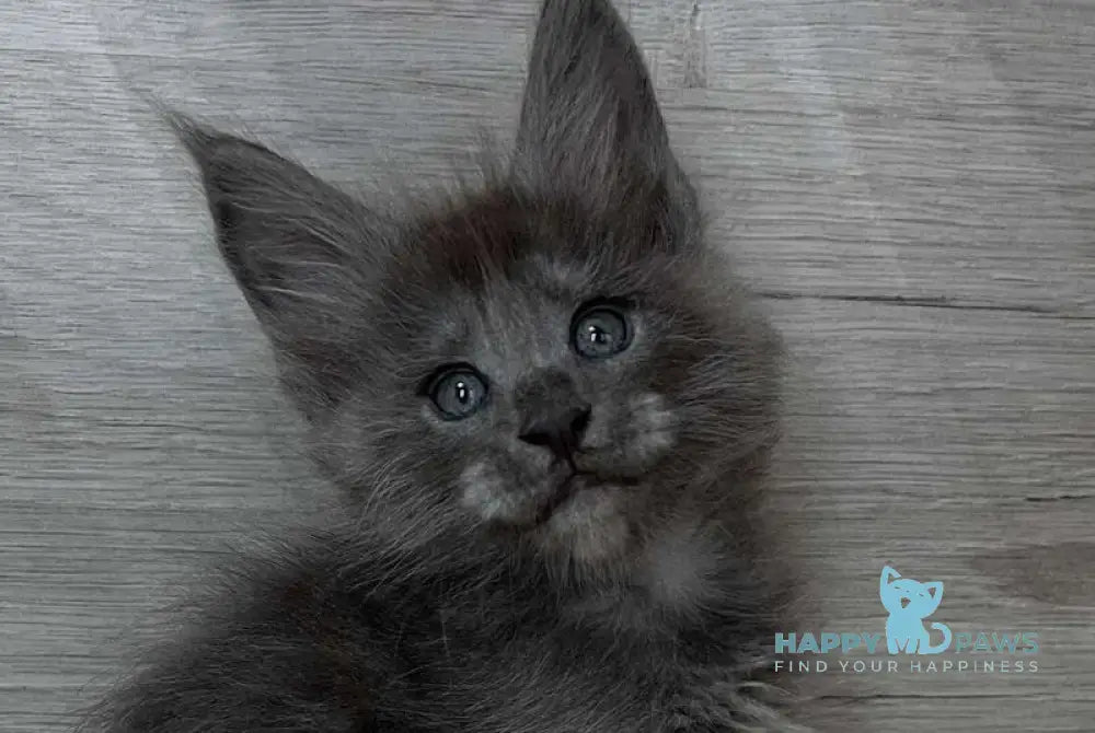 Prince Maine Coon male blue silver live animals