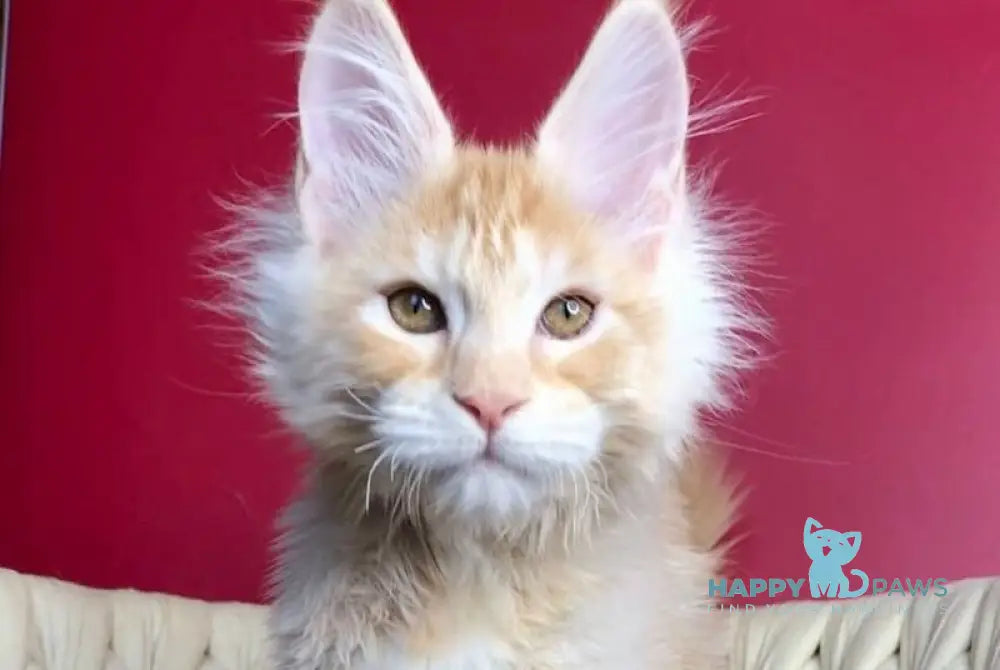 Prince Maine Coon male cream silver tabby live animals