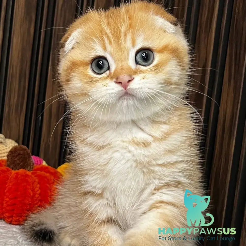 Prince Scottish Fold male black golden spotted tabby - live animals