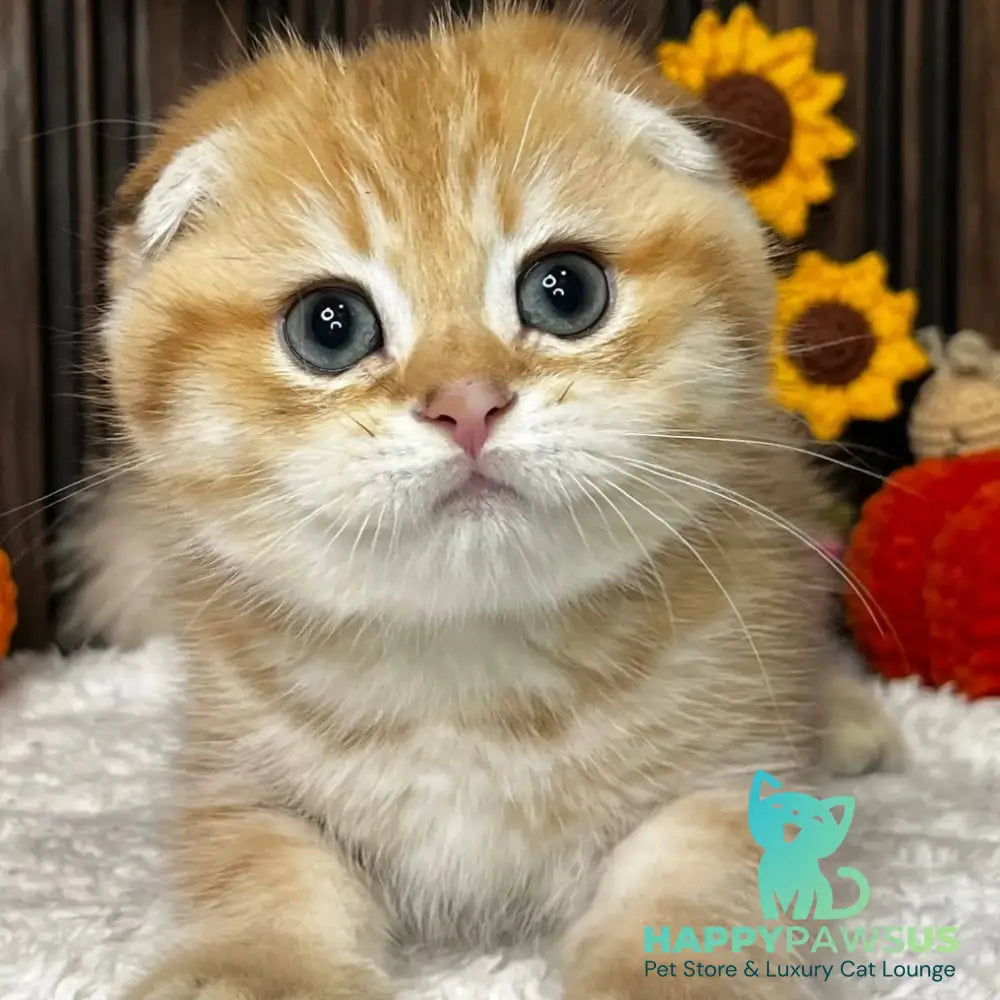 Prince Scottish Fold male black golden spotted tabby - live animals