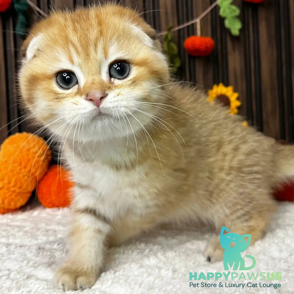 Prince Scottish Fold male black golden spotted tabby - live animals