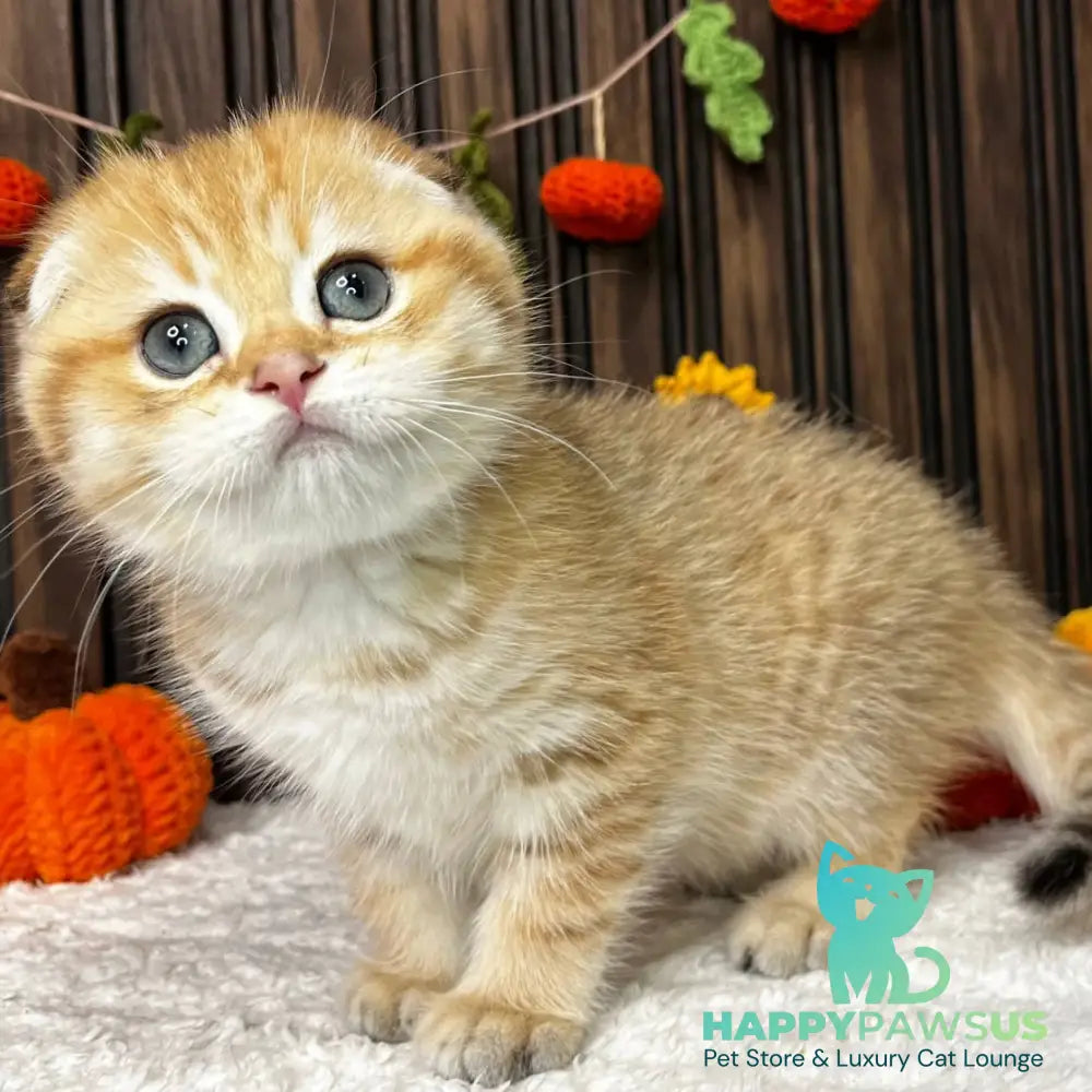 Prince Scottish Fold male black golden spotted tabby - live animals