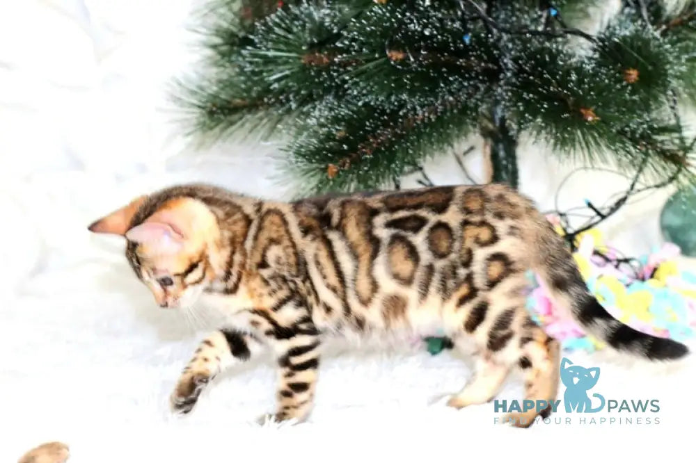 Princess Bengal female black spotted tabby live animals