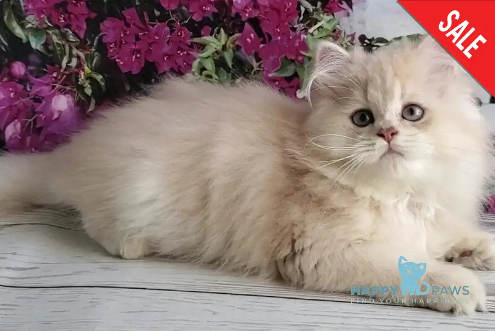 Princess British Longhair female lilac golden chinchilla - live animals