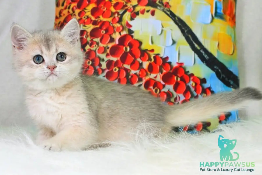 Princess British Shorthair female blue golden shaded - live animals