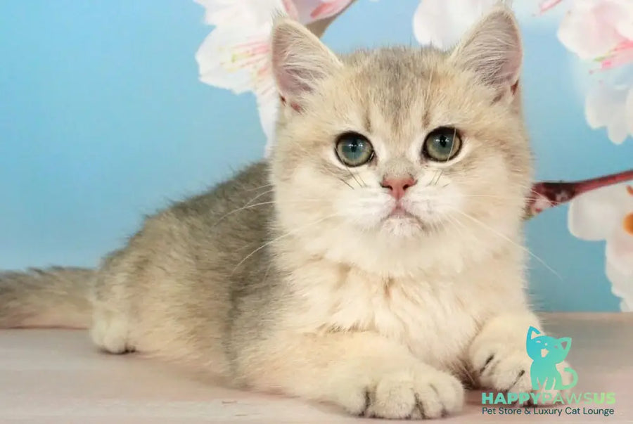 Princess British Shorthair female blue golden shaded - live animals