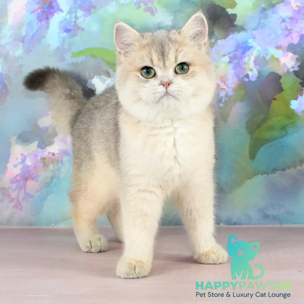 Princess British Shorthair female blue golden shaded - live animals