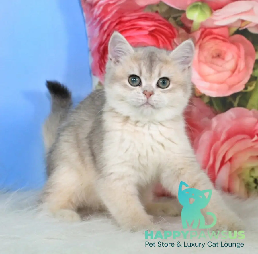 Princess British Shorthair female blue golden shaded - live animals