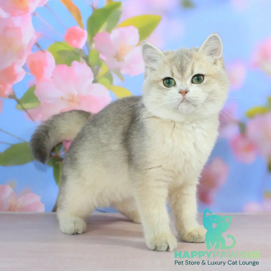 Princess British Shorthair female blue golden shaded - live animals