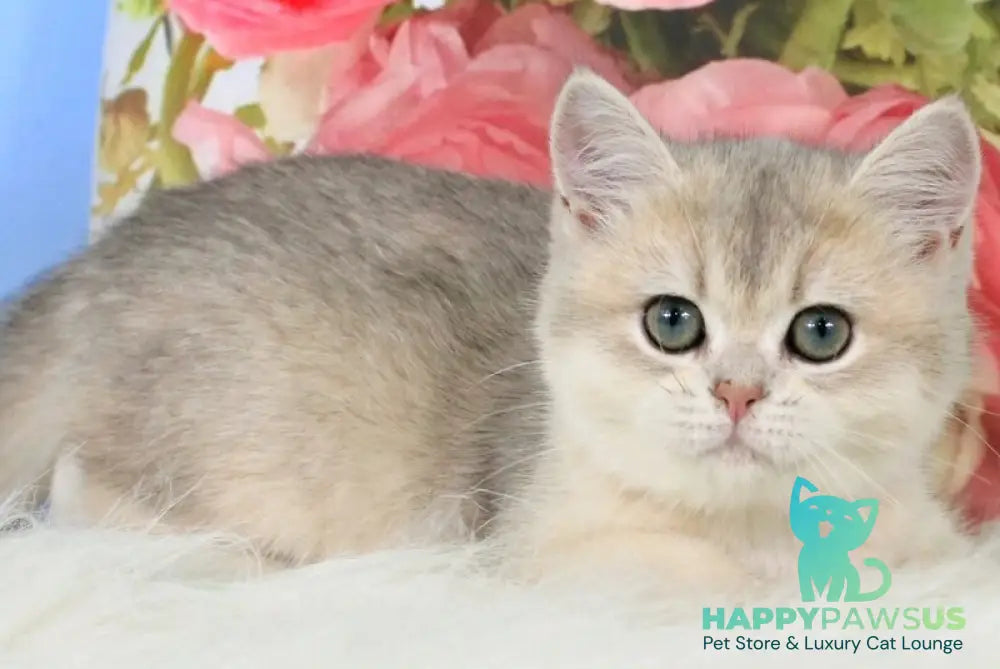 Princess British Shorthair female blue golden shaded - live animals