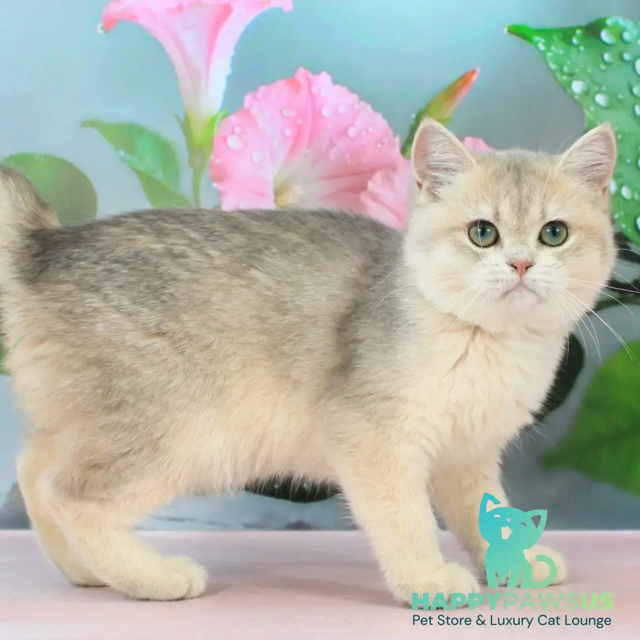 Princess British Shorthair female blue golden shaded - live animals