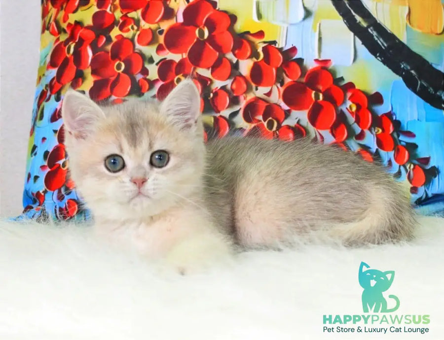 Princess British Shorthair female blue golden shaded - live animals