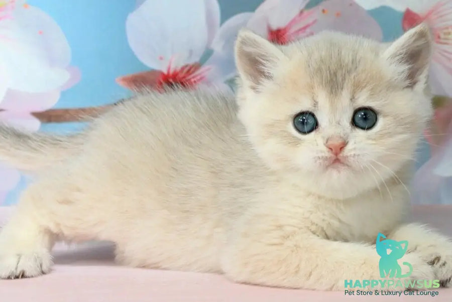 Princess British Shorthair female blue golden shaded - live animals