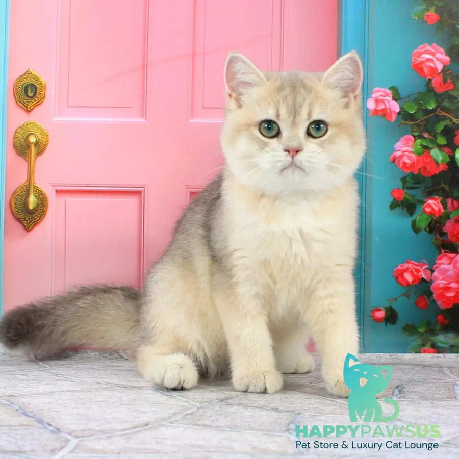 Princess British Shorthair female blue golden shaded - live animals