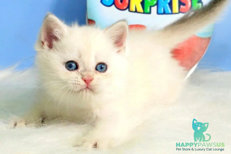 Princess British Shorthair female blue golden shaded - live animals