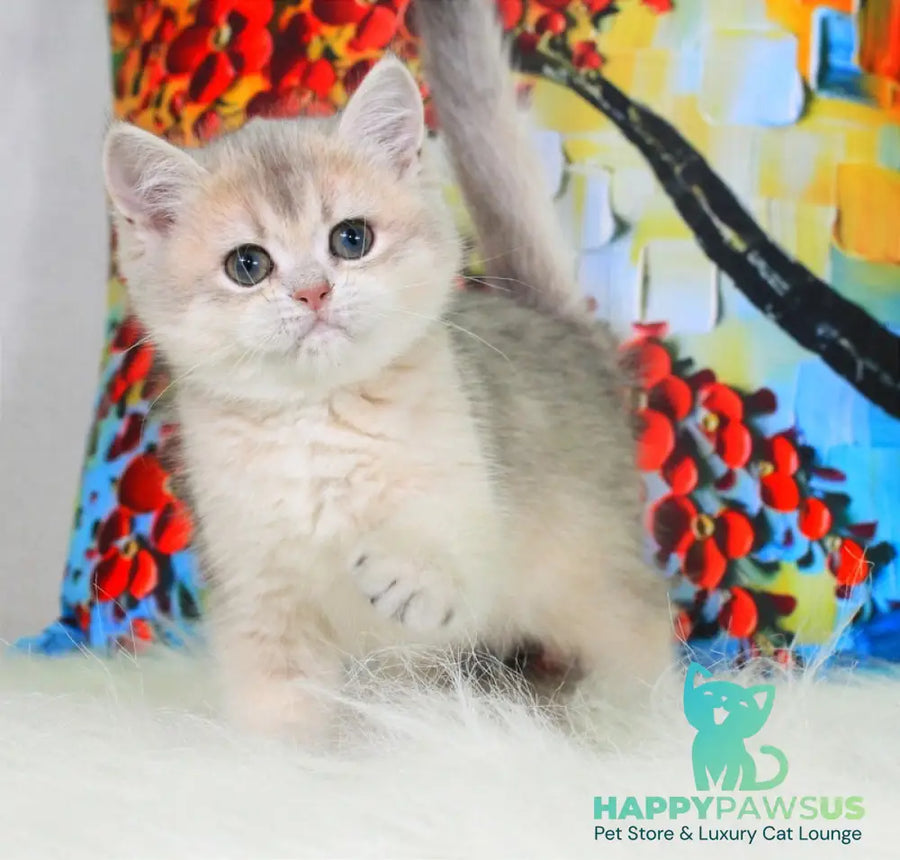 Princess British Shorthair female blue golden shaded - live animals