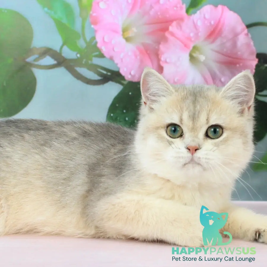 Princess British Shorthair female blue golden shaded - live animals