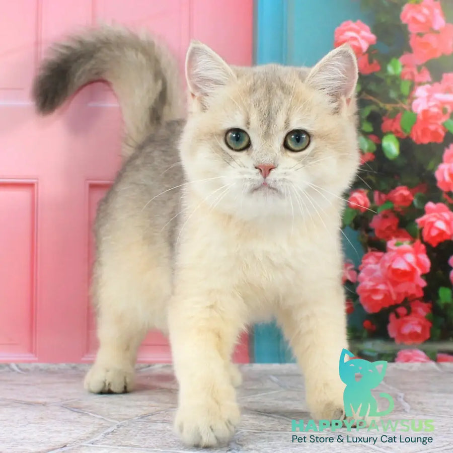 Princess British Shorthair female blue golden shaded - live animals