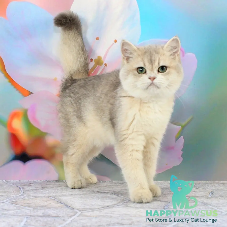 Princess British Shorthair female blue golden shaded - live animals
