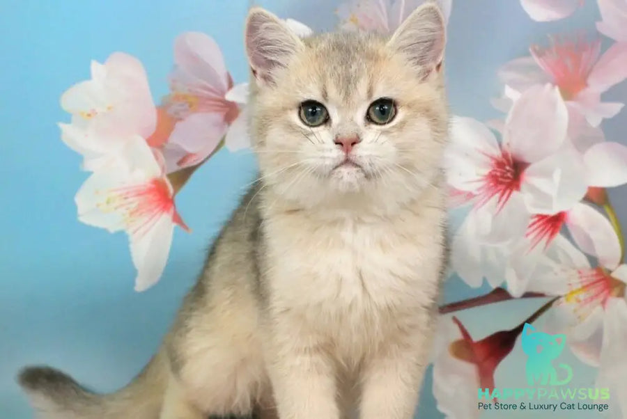 Princess British Shorthair female blue golden shaded - live animals