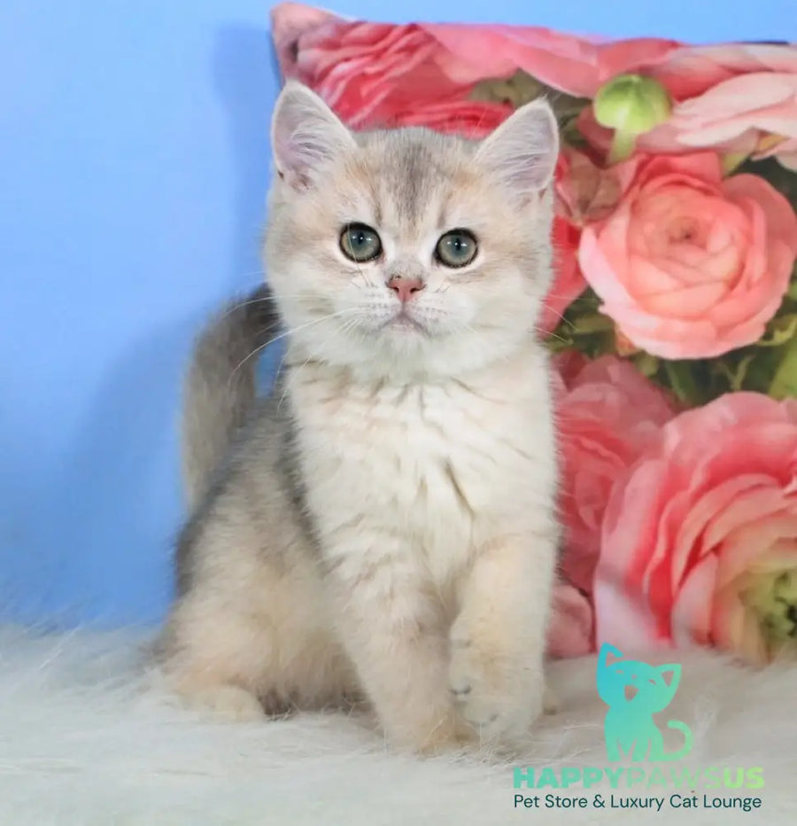 Princess British Shorthair female blue golden shaded - live animals