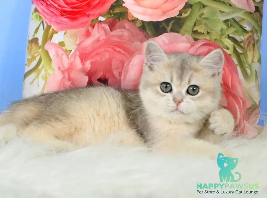 Princess British Shorthair female blue golden shaded - live animals