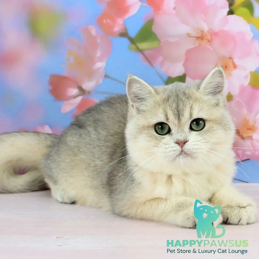 Princess British Shorthair female blue golden shaded - live animals