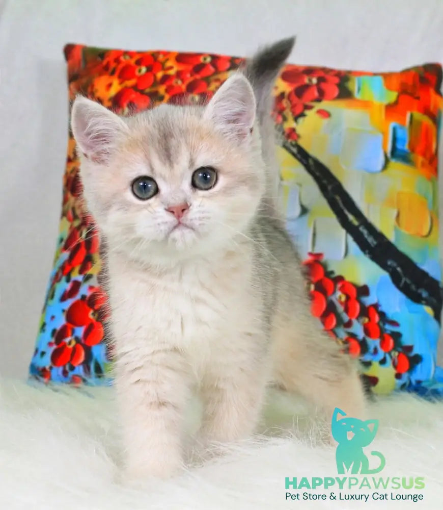 Princess British Shorthair female blue golden shaded - live animals