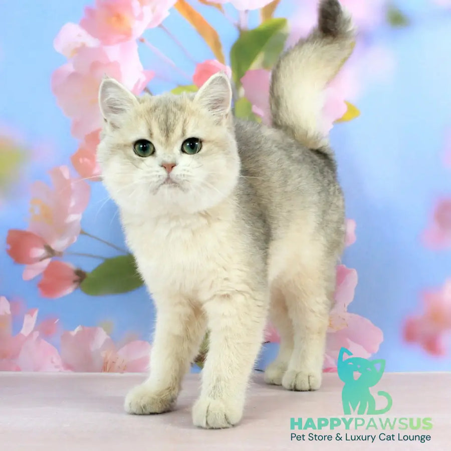 Princess British Shorthair female blue golden shaded - live animals