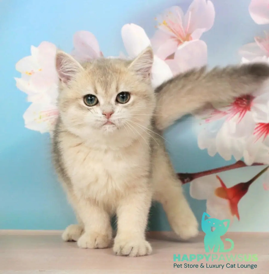Princess British Shorthair female blue golden shaded - live animals
