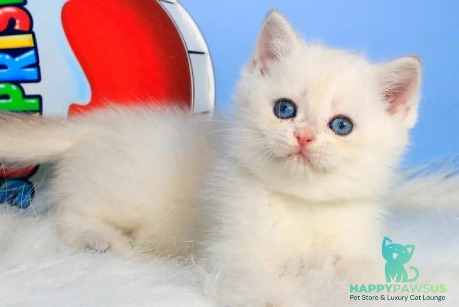 Princess British Shorthair female blue golden shaded - live animals