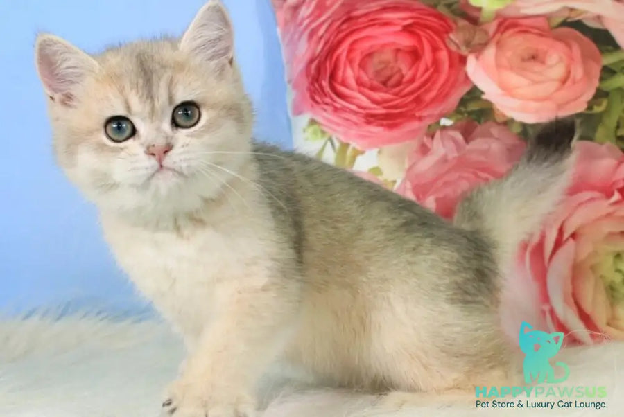 Princess British Shorthair female blue golden shaded - live animals