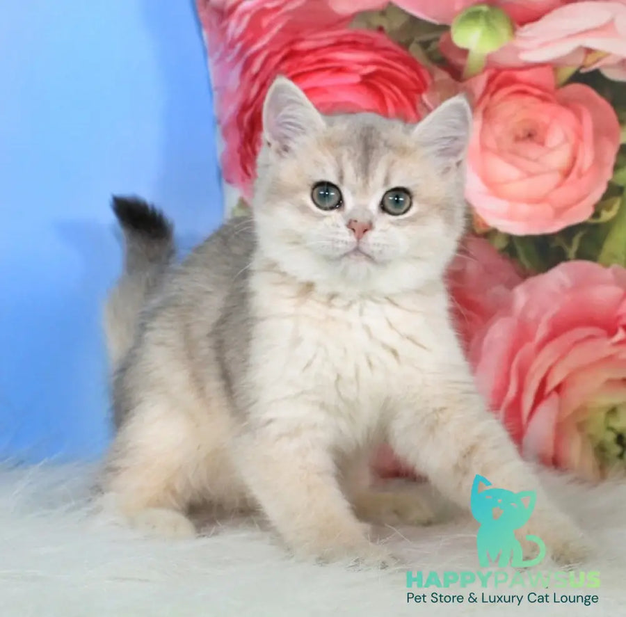 Princess British Shorthair female blue golden shaded - live animals